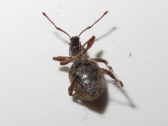 Otiorhynchus crataegi