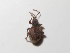 Otiorhynchus crataegi