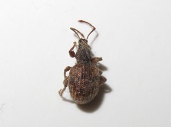Otiorhynchus crataegi