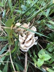 Sparassis spathulata