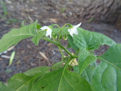 Solanum nigrum
