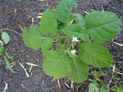 Solanum nigrum