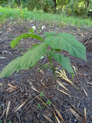 Solanum nigrum