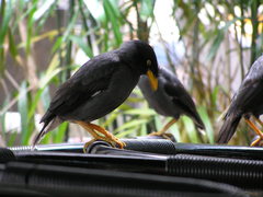 Acridotheres javanicus