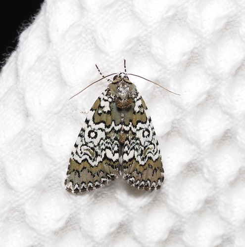 Owl-eyed Bird Dropping Moth photo 2