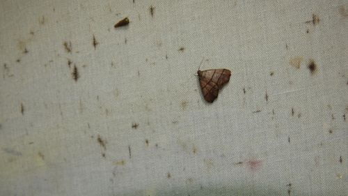 Alinza banianoides
