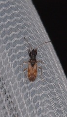 Pseudopamera setosa