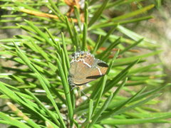 Callophrys spinetorum