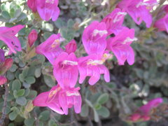 Penstemon rupicola