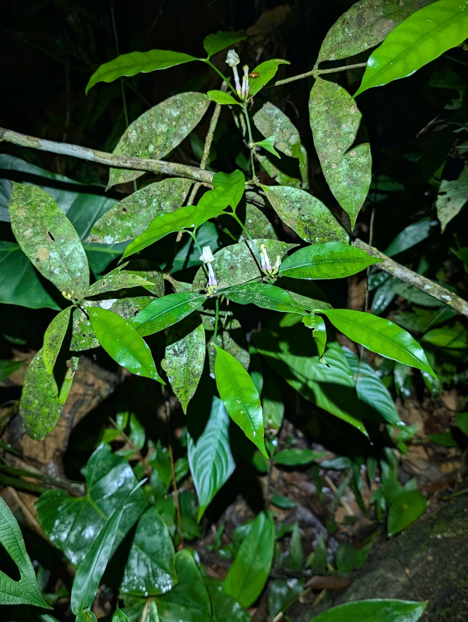 Imagem de Jasmim-do-igapó