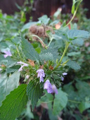 Ballota nigra