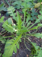 Capsella bursa-pastoris