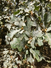 Quercus × eplingii