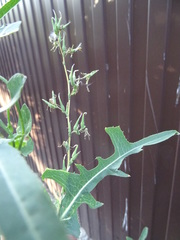 Lactuca serriola
