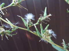 Lactuca serriola