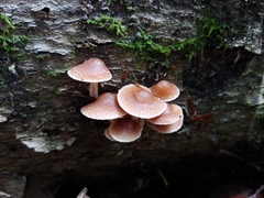 Psilocybe caerulipes