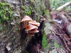 Psilocybe caerulipes