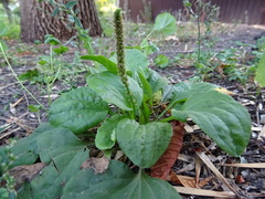 Plantago major