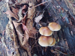 Psilocybe caerulipes