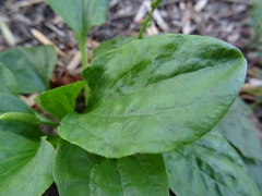 Plantago major