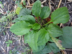 Plantago major