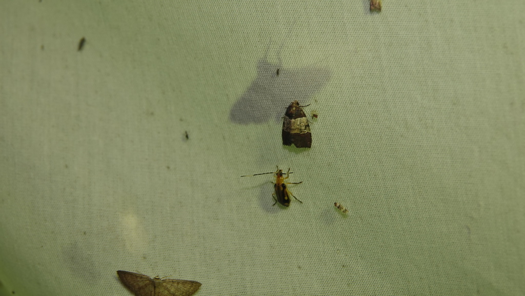 Elaphria mesoleuca