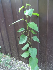 Magnoliopsida