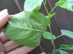 Magnoliopsida