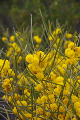 Acacia havilandiorum