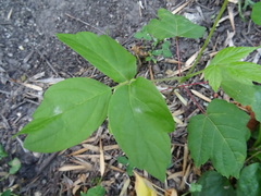Acer negundo