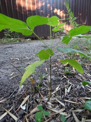 Acer negundo
