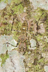 Liturgusidae