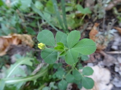 Medicago lupulina