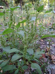 Amaranthus retroflexus