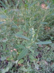 Chenopodium betaceum