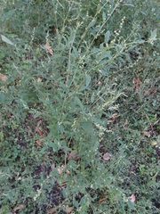 Chenopodium betaceum