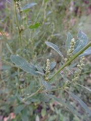 Chenopodium betaceum