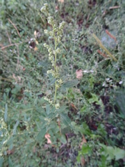 Chenopodium betaceum