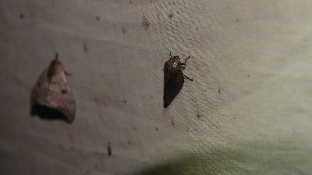 Cephisus jacobii