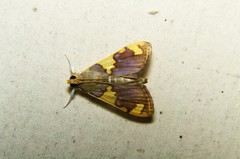 Rehimena phrynealis