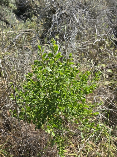 Coyote Brush foliage