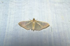 Poliobotys ablactalis