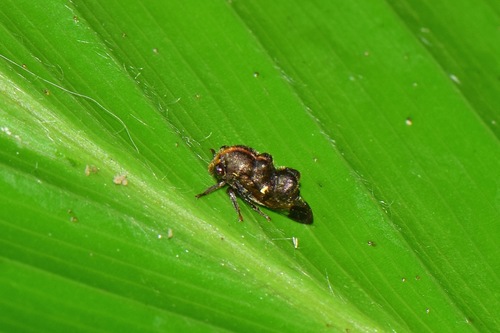 Genus Lallemandia · iNaturalist