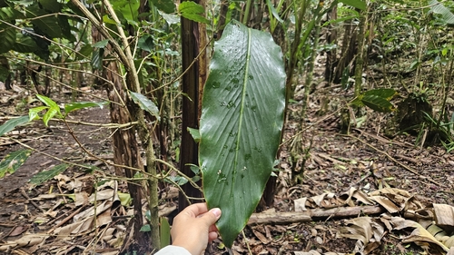 Image of Renealmia alpinia by (c) Rocío León, some rights reserved (CC BY)