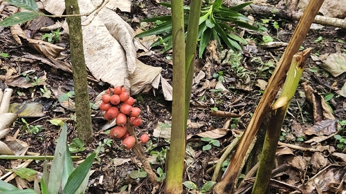 Image of Renealmia alpinia by (c) Rocío León, some rights reserved (CC BY)