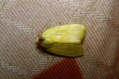 Earias