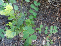 Securigera varia