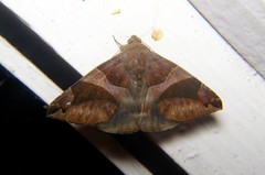 Bastilla