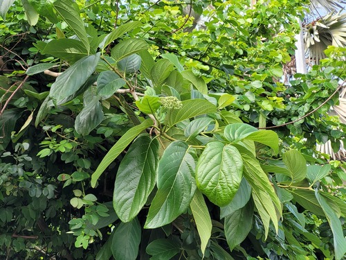Cordia tetrandra observed 2025-04-28