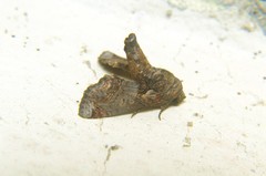 Stauropus sikkimensis